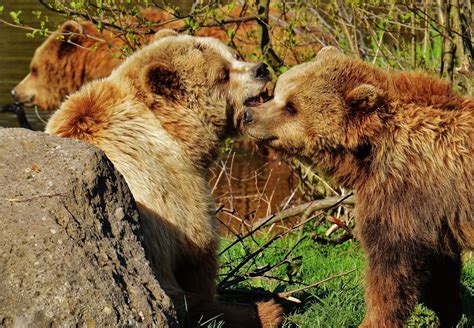 무료 이미지 자연 숲 놀이 야생 생물 동물원 모피 포유 동물 동물 상 사자 갈색 곰 척골가 있는 동물