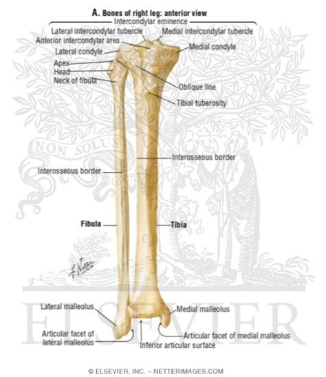 Bones Of Right Leg Anterior View