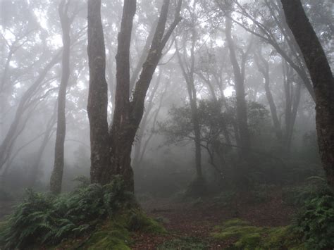 Free Images Tree Nature Outdoor Branch Wood Fog Mist Sunlight