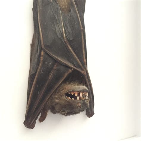 Taxidermy Art Taxidermy Hanging Fruit Bat In Frame Cynopterus