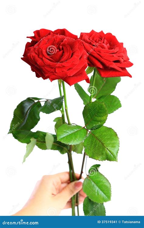 A Bunch Of Red Roses Stock Image Image Of Spring Floral 37519341