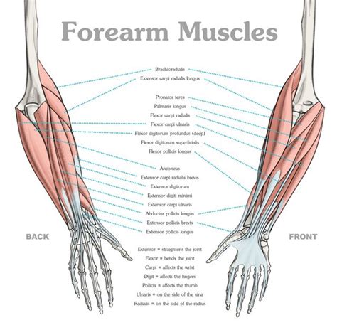 Let us look at a group of muscles called flexor muscles. Oops This Content is Blocked - Anatomy Course | Human ...