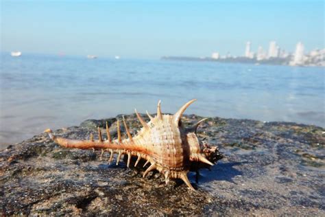 Caltrop Murex Snail Marine Life Of Mumbai