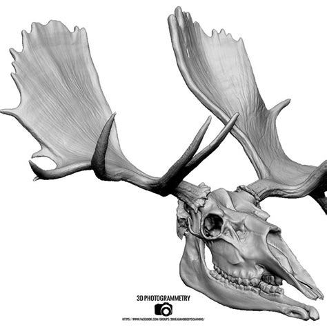 Free 3d Scan Of Moose Skull And Horns