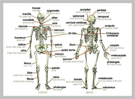 Skeleton Of Human Body Labeled Image Graph Diagram