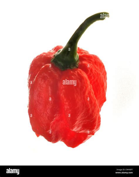 Ghost Pepper Hi Res Stock Photography And Images Alamy