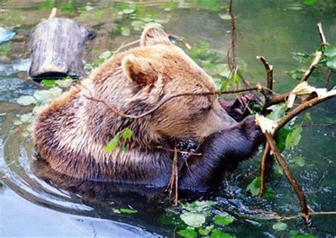In Bojnice Zoo Bear Escapee Was Put To Sleep Spectatorsmesk