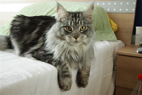 Fluffy Maine Coon Cat Is Pleased To Meet You Aww