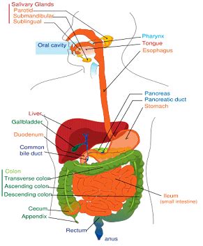 Upper Gi Anatomy Diagrams