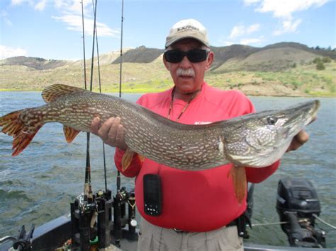 Myself With A 40″20 Pound Northern Pike Fort Peck Fishing With Matt