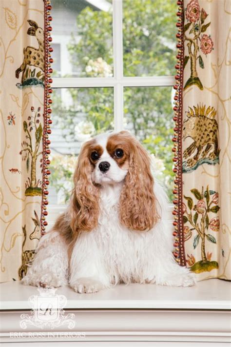 1000 Images About Charlie The Cavalier Cavalier King Charles