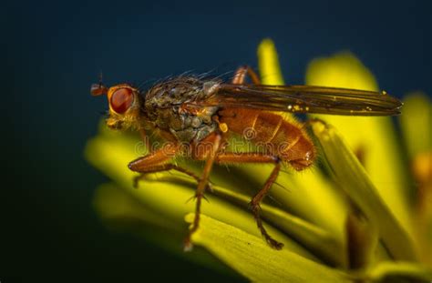 Macro Photography Of Brown Fly Picture Image 117112629