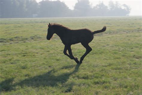 Foal Galloping In Field By Frans Lemmens