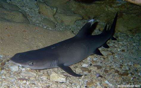 Whitetip Reef Shark Oceana