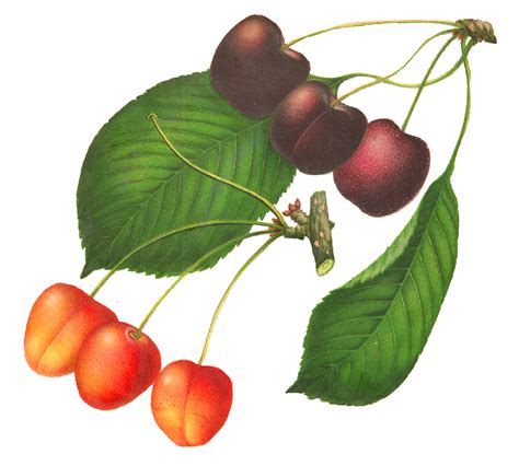 Antique Images Printable Cherry Clip Art Digital Botanical