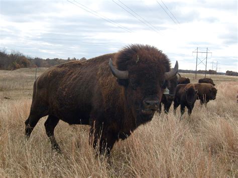 Oklahoma Some Of Our Beautiful Buffalo You Can Shoot Them W Your