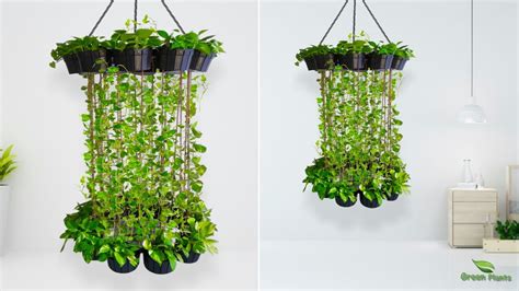 Best Money Plants Hanging Idea To Beautify Your Room Clean The Air