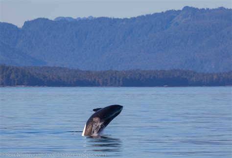 Orca Photos By Ron Niebrugge