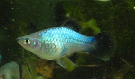 Neon Blue Platy Wag Trins Tropical Fish