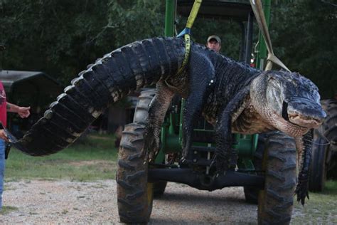 The Largest Alligator Ever Caught