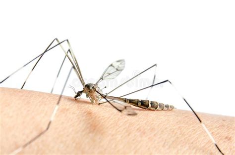 Macro Of Mosquito On Skin And Mosquitoes Are Sucking Blood Stock Image