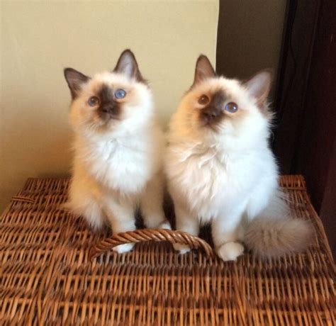 Birman Kittens For Sale Lucky Birman Kittens