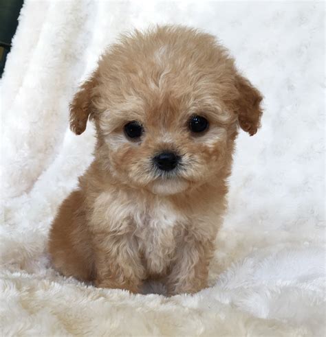 Pictures Of Morkie Puppies / Poppy- Adorable Female Morkie Puppy ...