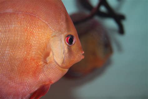 Gambar Ikan Pengumpan Organisme Mata Merapatkan Tangan Mulut Ikan Mas Daging 4272x2848