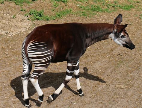 Today October 18th Is World Okapi Day Celebrate Our Unofficial