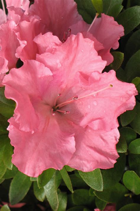 Azaleas are a type of flowering bushy plant in the rhododendron genus. Buy Gumpo Pink Dwarf Azalea Plants For Sale Online From ...