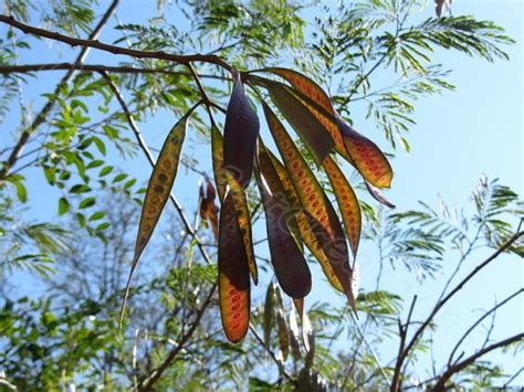 Mimosa Tree Seed Pods Ferns Leaves In Sunlight Nature Photography In