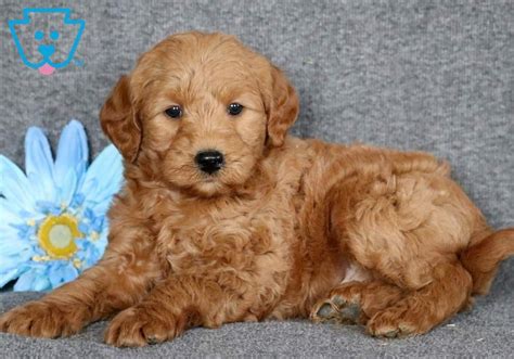 The term first appeared in 1955 but was not popularized until 1988, when a member of the royal. Clayton | Labradoodle - Miniature Puppy For Sale ...