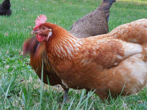 How Do I Tell The Difference Between Rhode Island Red And Red Sex Links