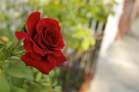 High Quality Photo Of Rose Desktop Wallpaper Of Flower