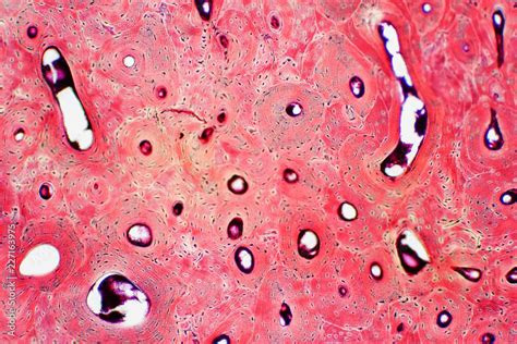 Histology Of Human Compact Bone Tissue Under Microscope View For