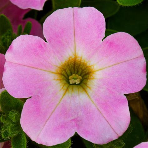 Petunia Itsy™ Pink Petunia From Rush Creek Growers