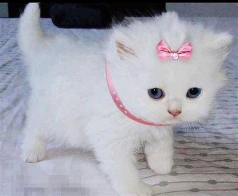 Pink Super Cute Baby Cat Cute Kitten Images Kitten