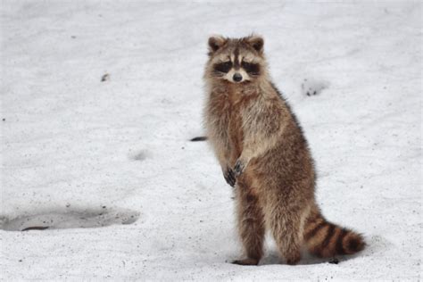 Do Raccoons Hibernate Winter Behavior