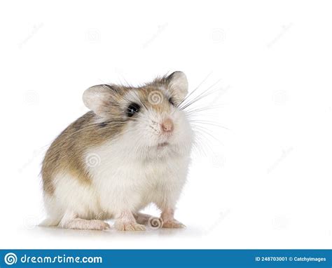 Roborovski Hamster Sobre Fondo Blanco Imagen De Archivo Imagen De