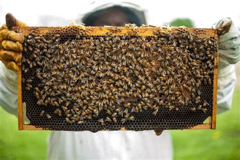 Pest Control For Bees Trionds