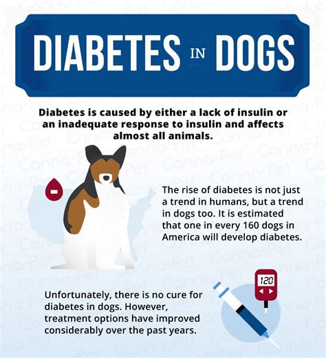 What Are The Symptoms Of Too Much Insulin In Dogs