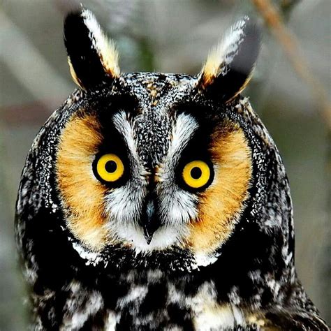 Pin By Karen Shepherd Scieslicki On Owls Owl Pictures Pet Birds