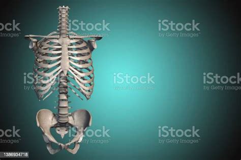 Human Trunk Skeleton Stock Photo Download Image Now Human Rib Cage
