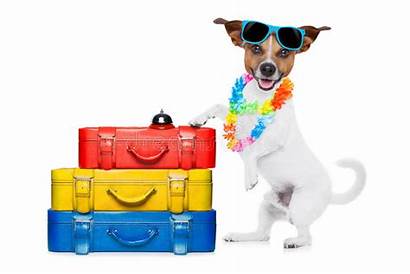 Dog Vacation Holiday Jack Hotel Summer Luggage