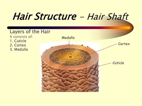 Hair Of My Mother Hair Structure
