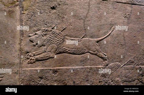 Assyrian Wall Relief Depicting The Royal Lion Hunt Assyrian About 645