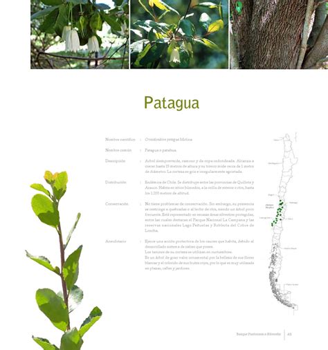 Clippedonissuu From Arboles Nativos De Chile Infographic Layout Botanical Illustration Herbs