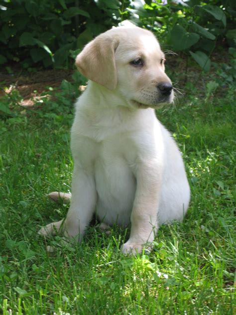 Filelabrador Retriever Yellow Puppy Wikimedia Commons