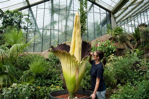 Pracownicy ogrodu botanicznego uniwersytetu warszawskiego nie kryją podekscytowania. 17 koszmarnych stworzeń, które są zbyt straszne, żeby ...