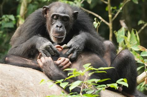 Orphaned Chimpanzees Can Suffer For Life Max Planck Gesellschaft